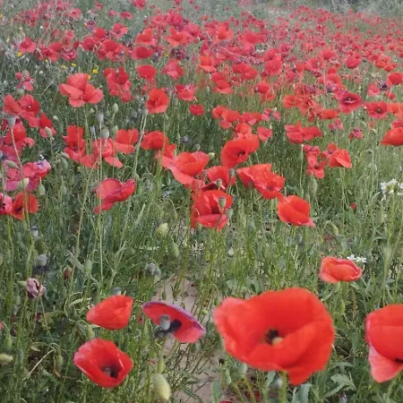 Fonda Aparicio Otel Fuentespalda